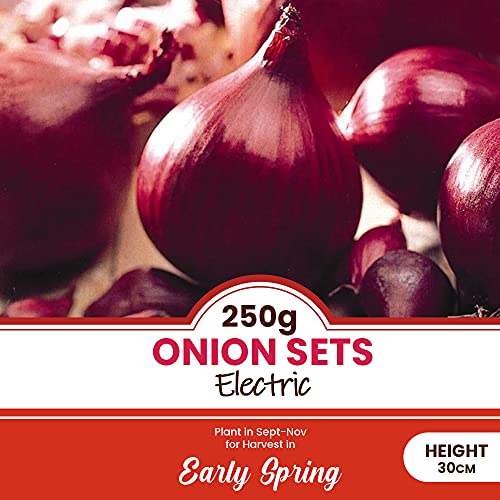 Onion Sets Electric 250 Grams Over Wintering Autumn Planting Onion