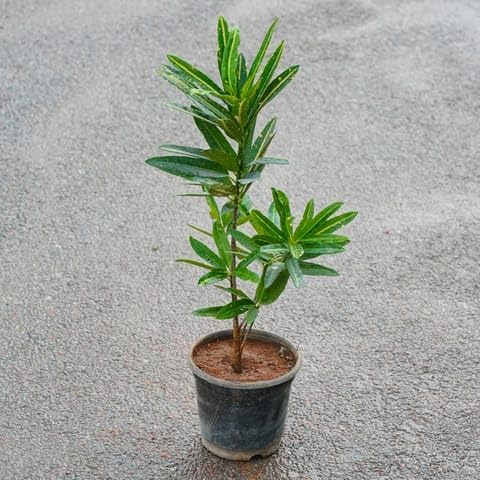 - Friendship Day Plants Croton Gold Dust in 6 Inch Nursery Pot