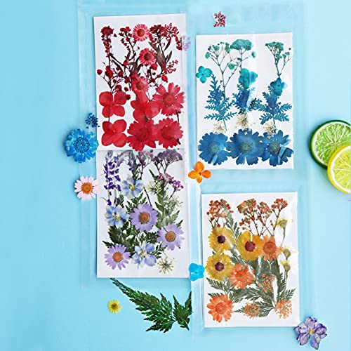 Anpintai Real Dried Pressed Flowers Leaves Petals For Crafts, Dried Flowers For Resin Art Floral Decors,Colorful Pressed Flowers Daisies For Candle Jewelry Nail Pendant Crafts Making (Colorful) #TOP2