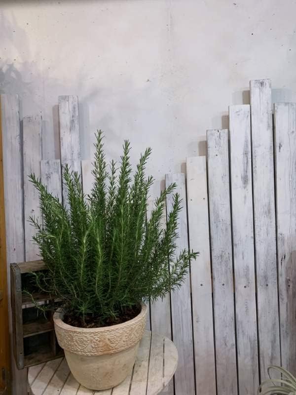 ラースロー・メドニャンスキイ、柳と牛、希少画集画、新品額装付、mai