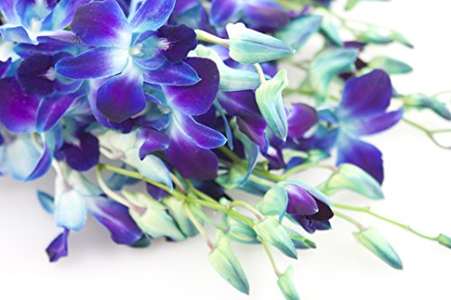 Image of KaBloom-20 Blue Orchid Bouquet,Flowers for Valentine, Mother's Day