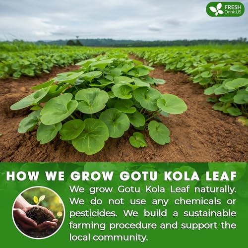 Image of FreshDrinkUS, Premium Gotu Kola Leaf Tea - 75 Tea Bags | Pure Dried Centella Asiatica Leaves | Naturally Caffeine-Free Herbal Tea | Refreshing Aroma & Smooth Taste | Premium Herbal Infusion. Vegan