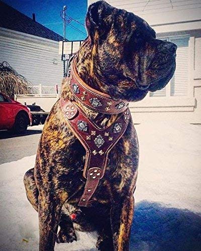 Bestia Aztec arnés de Cuero para Perros Grandes