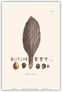 African Oil Palm Tree (Elaeis Guineensis) - Flower and Seed - Vintage Botanical Illustration by Carl Friedrich Philipp von Martius c.1820s - Master Art Print (Unframed) 6in x 9in