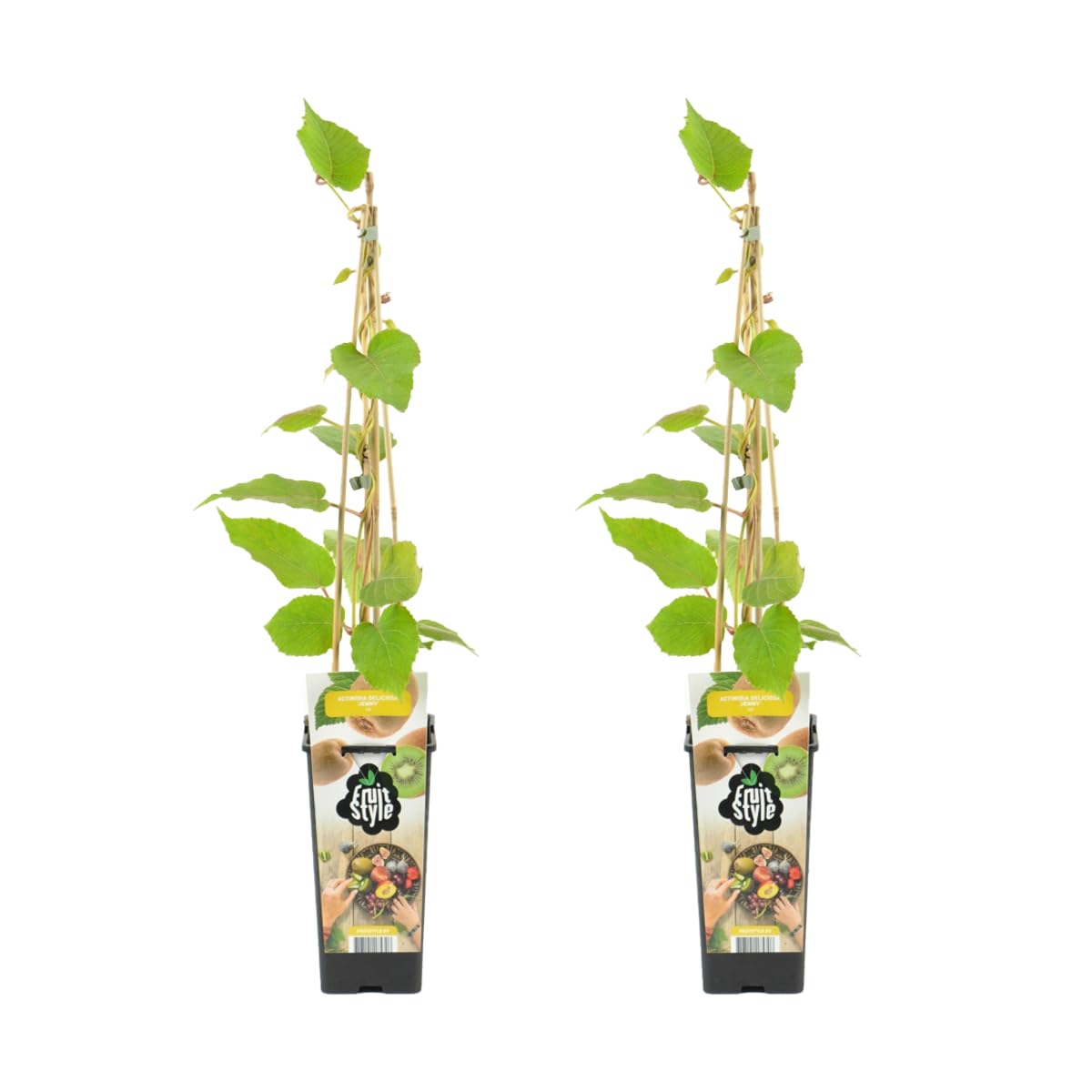 Bloomique - Set de 2 - Actinidia deliciosa ‘Jenny’ - Planta de kiwi - Planta frutal - Planta de jardín - Resistente al frío - 50-70 cm - Maceta 15 cm