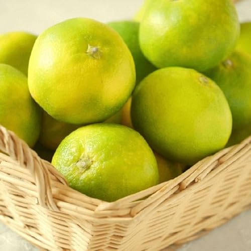 [先行予約]YN26極早生みかん約5kg(2S〜Mサイズおまかせ)[TM13]