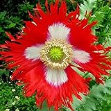 Pat's Poppies 13 Exotic Strains of Poppy Seeds (Papaver Somniferum)'Giant, Afghan, Peonies,...