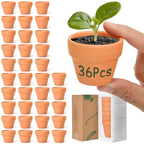 T4U Mini Terracotta Pots (36pcs): 2 Inch Small Clay Pots with Drainage Holes Ideal for Succulent Cactus Plants DIY Crafts Home Decor