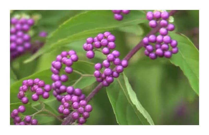 Stk - 10x Callicarpa dichotoma Purpur Schönfrucht Garten Pflanzen - Samen B197 - Seeds Plants Shop Samenbank Pfullingen Patrik Ipsa - Image 3