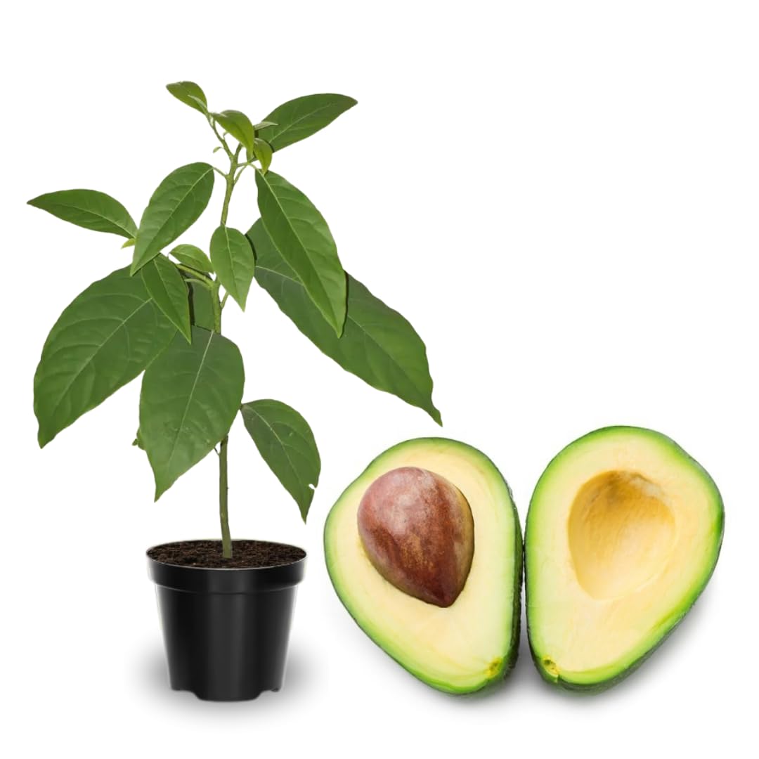 3 Gallon Big HASS Avocado Tree Live Plant, Well Rooted, Ready to Bear Fruit, 2 Years Old Live HASS Avocado Tree Plant Grafted