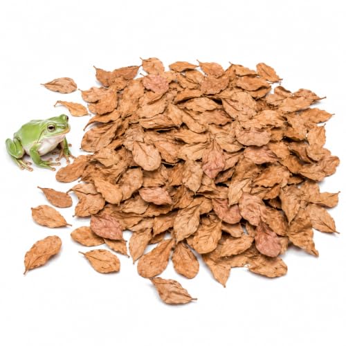 Image of SunGrow Mini Catappa Leaf Litter for Frogs, Increases Humidity, Ideal Hunting Ground for Fierce Frogs, Makes Terrarium Feel Like Home, Easy Maintenance, A Must for Dart Tadpoles, 100 Pcs