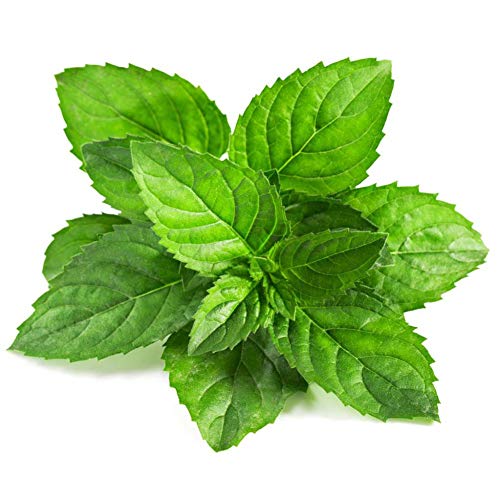 Shiningbaby 50pcs Lemon Basil Seeds Herb Heirloom Heritage Grass Seeds