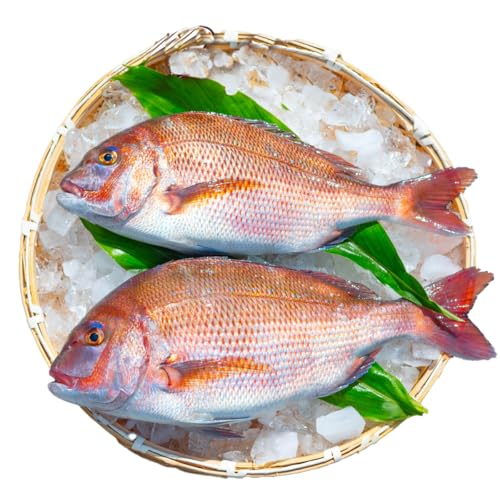 タイ 神経締め 2尾 計約3〜4kg 鯛 たい 真鯛 マダイ 鮮魚 産地直送 冷蔵 養殖 国産