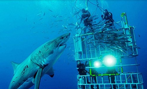 CursOnline Torcia LED Subacquea di Gran qualità e