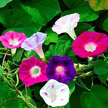 Morning Glory Flower Seeds Morning Glory Seeds All Colour F1 Hybrid Flower Seeds For Home Gardening pack of 15 seeds (B0BC829YT1) Amazon Price History, Amazon Price Tracker