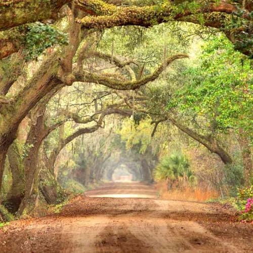 The Whispers of Charleston Titelbild