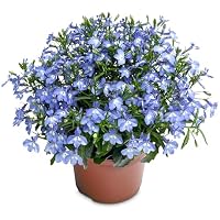 Lobelia Natural Planta de Primavera para Crear un Rincón