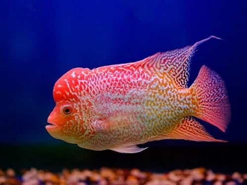 Weled WE234 Live Fish - 1 Flowerhorn Cichlid Gold Base cover