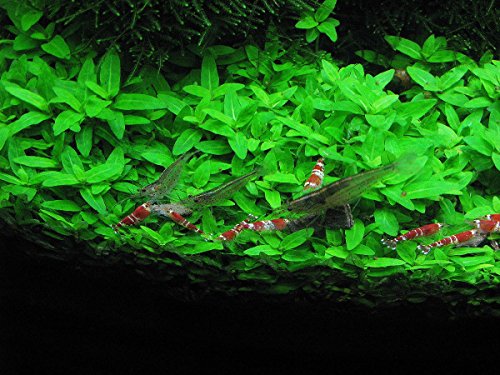 aquarium plants factory