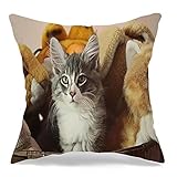 Taie d'oreiller Animal Mâle Norvégien dans Un Panier De Chaton Blanc en Peluche Animaux Yeux Félin Regard Faune Canape Housse De Coussin Modernes Taie Oreiller, pour Canapé, 45x45cm
