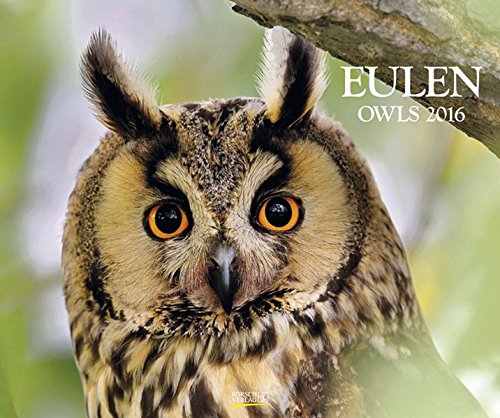 Eulen 2016: PhotoArt Kalender Eulen 2016: PhotoArt Kalender