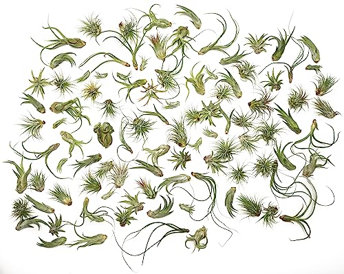 Tillandsia Air Plants Live Indoor Plants (100 Pack), Air Plants