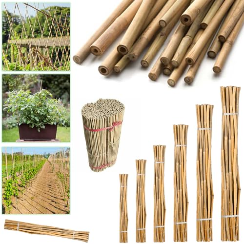 HMWD Professional Heavy Duty 2FT, 3FT, 4FT, 5FT, 6FT, 7FT Strong Bamboo Plant Stakes Sticks Sturdy Plant Support Canes, Growth Young Plants and Trees-Available in Different Packs (10, 4FT)