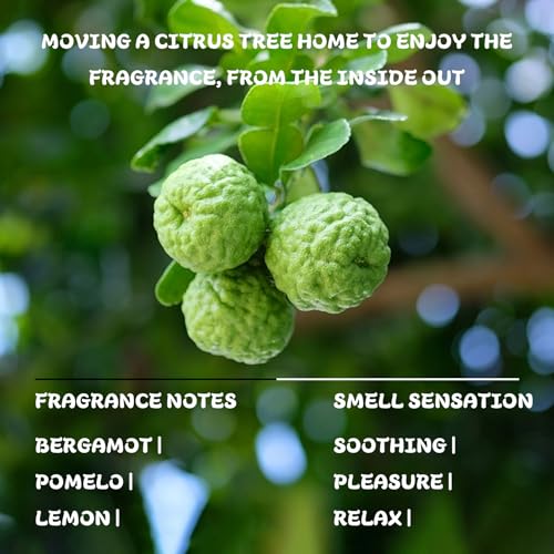 Bergamotteöl Ätherische Öl, Bergamot Essential Oils 10ml, mit Duftsteine für Ätherische Öle und Schlüsselband, Ätherische Öle für Diffuser & Aroma Diffuser, Schrank, Schublade Zuhause