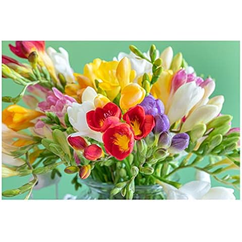 20x Freesia Mix Summer Flowering Bulbs Colourful Garden Plant Corms Wedding Fragrant Cut Flowers Size 5/6 Cover