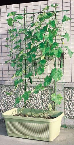 Daim Vegetable Net Shelf Set 693724