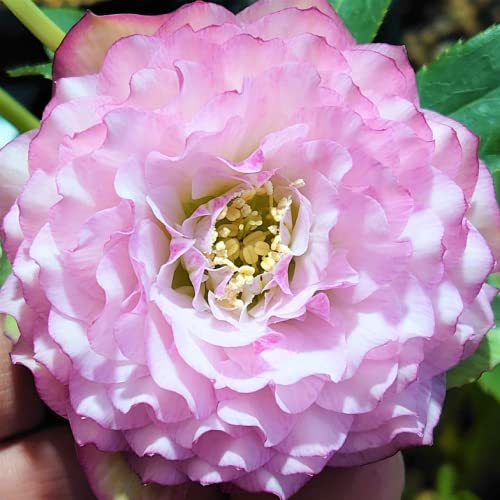 Amazon.co.jp: クリスマスローズ 多弁系 多弁系ミックス苗 12cmポット