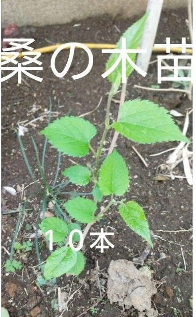ユッカロストラータ　72苗③ 鉢のまま発送 ユッカロストラータ 72苗⑦ 鉢のまま発送 ユッカロストラータ 72