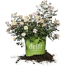 Apricot Drift 1 gallon