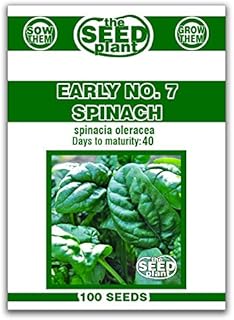 Early No. 7 Spinach Seeds - 100 Seeds Non-GMO