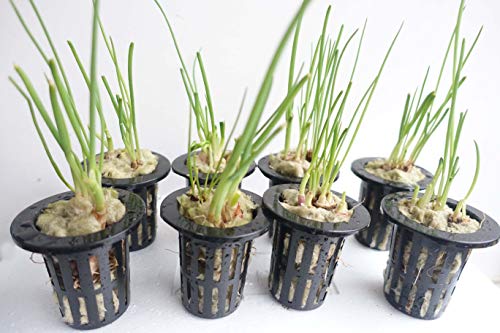 1.5” Rockwool Starter Plugs For Hydroponics, Rockwool Grow Cubes, 1 Sheets Of 28 Plugs (Small) #TOP3