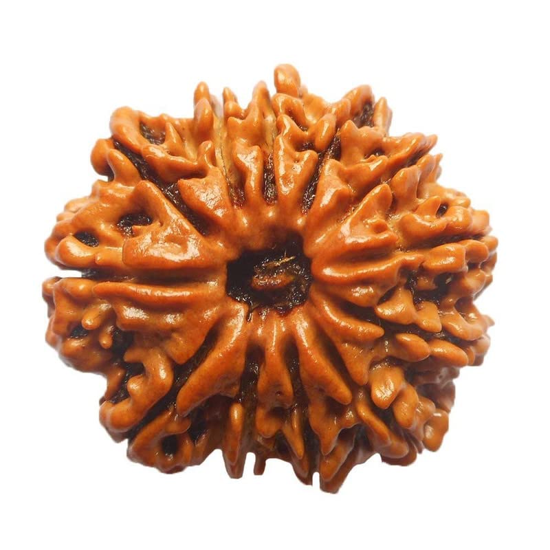 12 Mukhi Rudraksha perle originale du Népal pour harmoniser l'esprit