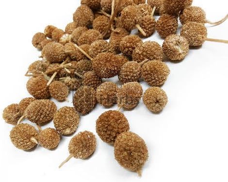 Urancia® Natural Sphaeranthus indicus Gorakh mundi 100g