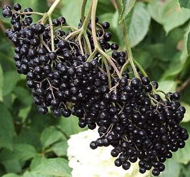 Johns Elderberry, Fruit Producer, Potted Plant, White Flowers, Sambucus Nigra, Black Berries When ripe, , Great t as a Accent Plant, Shrub, Starter Plant