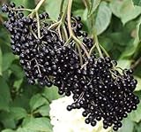 Johns Elderberry, Fruit Producer, Potted Plant, White Flowers, Sambucus Nigra, Black Berries When ripe, , Great t as a Accent Plant, Shrub, Starter Plant