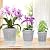 Cdd's Path 6-Pack Bare Root Planter Self Watering Pots Set with Holes for Indoor/Outdoor Plants, 2 Each of 5, 6 and 7 Inch Planter Pot with Watering Hole/Reservoir and Air Pipes, Clear