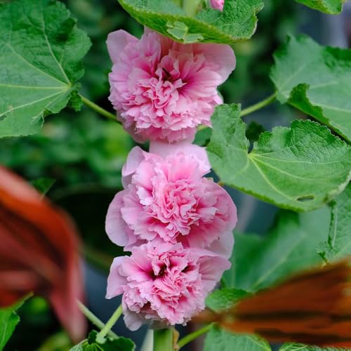 semi di malvarosa perenne - malvarosa, giardino, d'appartamento di comprano, balcone, regali da giardino 120pcs