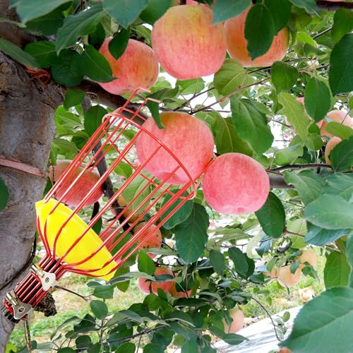Cueille Fruit Telescopique, 4.3m Fruits Cerise Outil à Cueillir de Fruits avec Poteau Réglable Léger, Cueille Pommes avec Panier en Acier Inoxydable, Outil Cueillette Jardin Arbre Poires Pêches – vue 6
