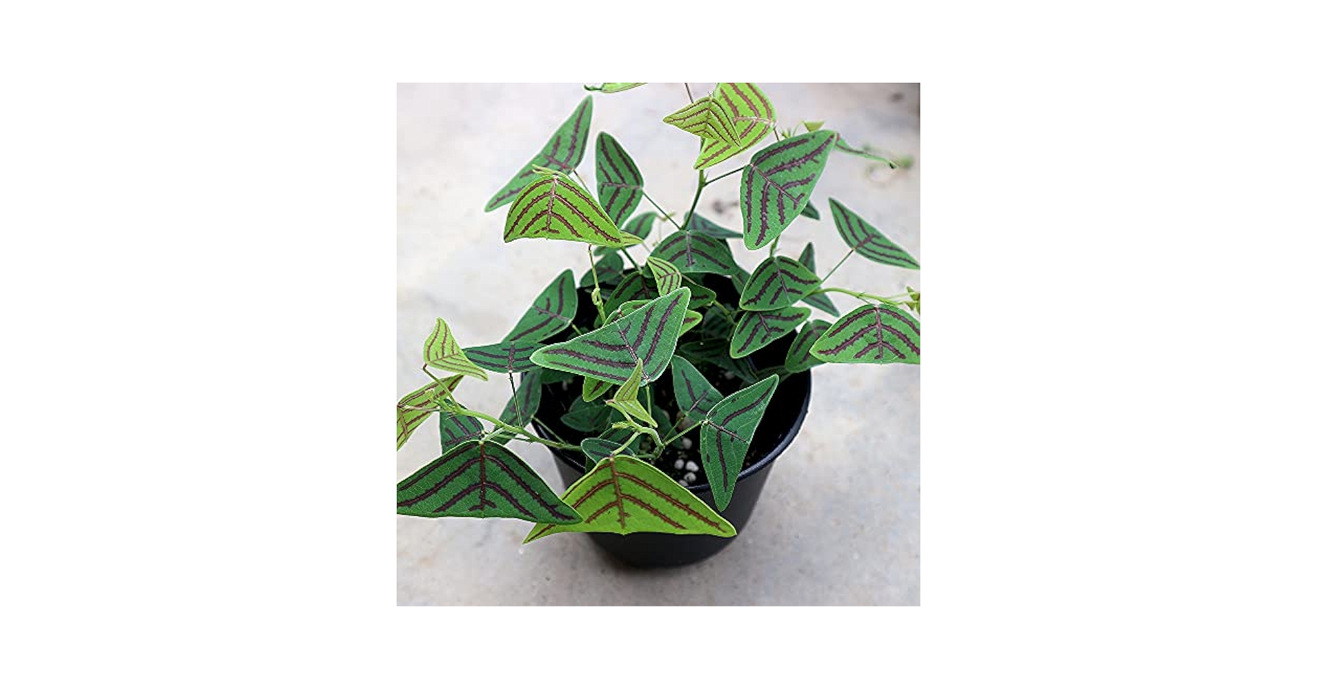 翼苗木 Amazon｜ヒコウキ草(飛行機草)3.5号鉢【品種で選べる観葉植物