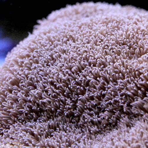 スターポリプ大 Amazon | （サンゴ）沖縄産 スターポリプ Mサイズ（1個