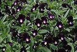 Purple Winter Pansies Live Plants, 4-Pack, Flowering Garden Plants