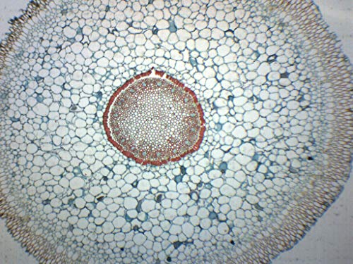 25PK Orchid Aerial Root, Cross Section - Prepared Microscope Slides - Classroom Pack, 25 Slides in Storage Case - Biology & Microscopy - Eisco Labs