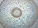 Orchid Aerial Root, Cross Section - Prepared Microscope Slide - 75 x 25mm - Biology & Microscopy - Eisco Labs