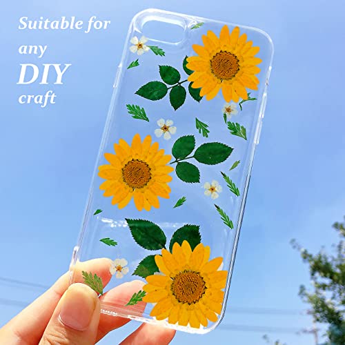 Flores secas prensadas Daisy naranja 60 piezas miniatura 5