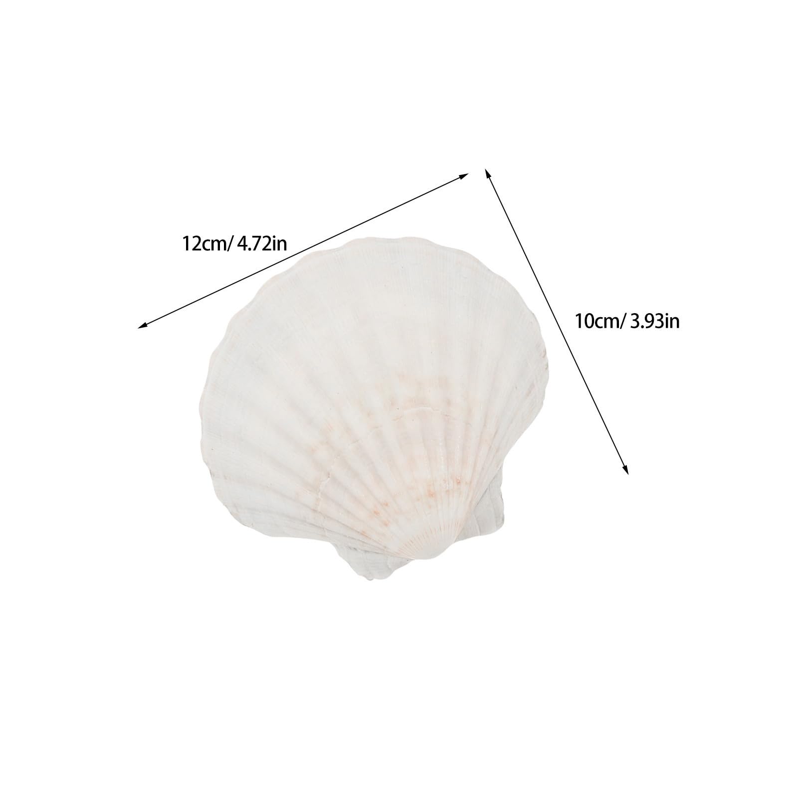 Zerodeko 12 Piezas Plato Grande de Conchas Marinas de Color Beige en Forma de Vieira Casera para Almacenar Dulces y Chocolates en Reuniones Familiares y Vida Diaria