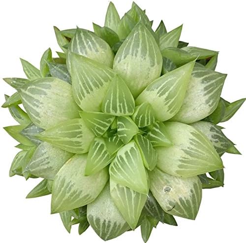 Live Window Haworthia Succulent | Star Window Plant | Indoor Succulents Gift Decoration (2 inch)